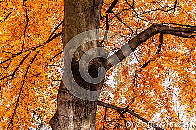 Autumn beech tree with yellow red leaves Stock Photo