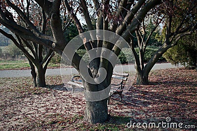 Autumn bench Stock Photo