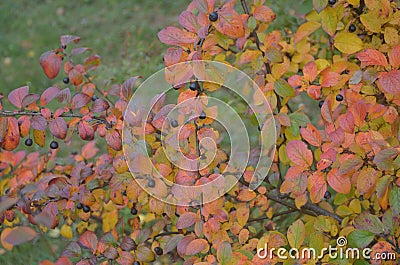 Autumn berries and leaves on the branches of a Bush Stock Photo