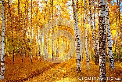 Autumn birch forest Stock Photo