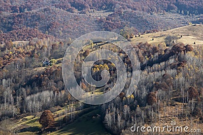Autumn birch forest from trascau mountains,romania Stock Photo