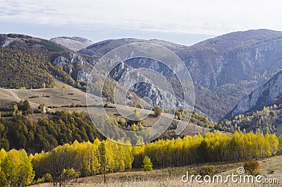 Autumn birch forest in trascau mountains,romania Stock Photo