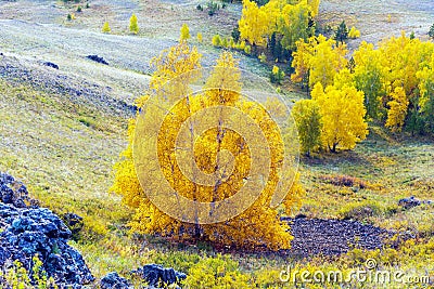 autumn birch growing on the Nurali ridge in the Ural Mountains in the rays Stock Photo