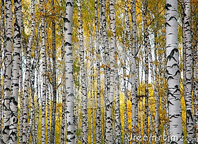 Autumn birch trunks Stock Photo