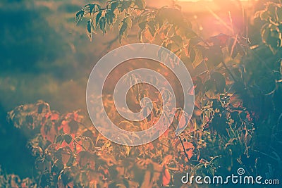 Autumn Blackberry Bush Lens Flare - Vintage Stock Photo