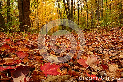 Autumn Blanket of Leaves Stock Photo