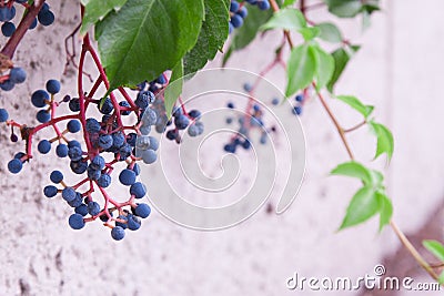 Autumn, blue berries against a white uneven wall, foliage Stock Photo
