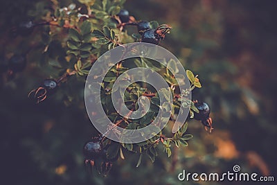 Autumn blueberries branch of a berry tree Stock Photo