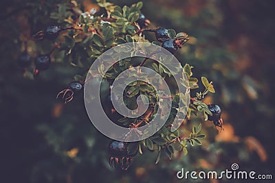 Autumn blueberries branch of a berry tree Stock Photo