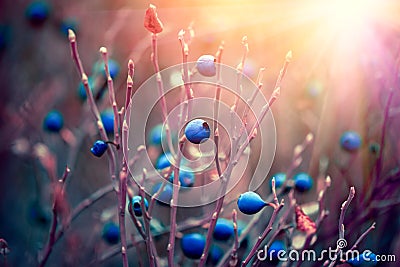 Autumn blueberries. Wildberry growing in a forest Stock Photo