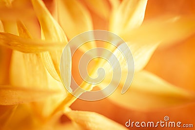 Autumn blurred nature background. Silhouettes of plants against sunset background. Autumn concept Stock Photo