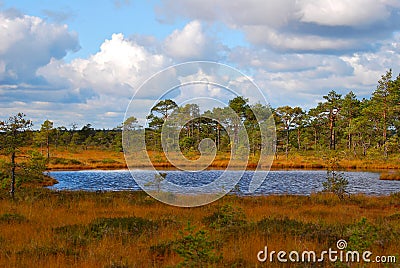 Autumn bog Stock Photo