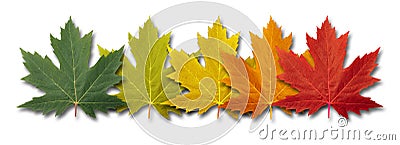 Autumn Border Element Stock Photo