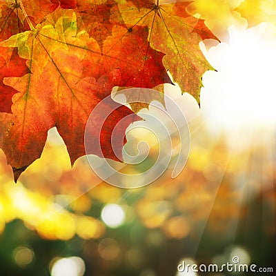 Autumn Border of Maple Leaves on Abstract Bokeh Background Stock Photo