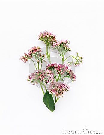 Autumn bouquet of Pink Sedum Flowers isolated on White Canvas Background, Real Shadow. Stock Photo