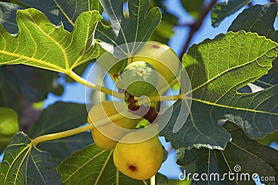 Autumn. Branch of fig tree with leaves and bright fruits Stock Photo