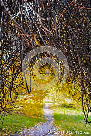 Autumn branches without leaves in the park Stock Photo