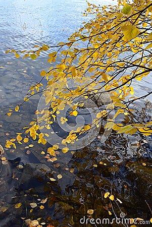 Autumn branches over the water of the lake Stock Photo