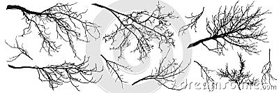 Autumn branches of trees, silhouettes of bare branches. Vector illustration Vector Illustration