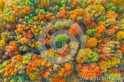 Autumn bright multi-colored trees, green, orange and reddish tint. Autumn in forest, aerial top view look down Stock Photo