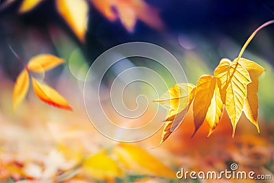 Autumn bright multicolored natural background. Yellow and red leaves in the autumn forest. Stock Photo