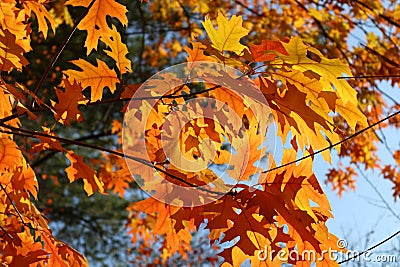 Autumn bright yellow orange oak tree leaves with blue sky Stock Photo