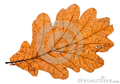 autumn broken leaf of oak tree isolated Stock Photo