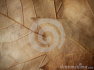 Autumn brown fallen overlapping leaves texture closeup Stock Photo