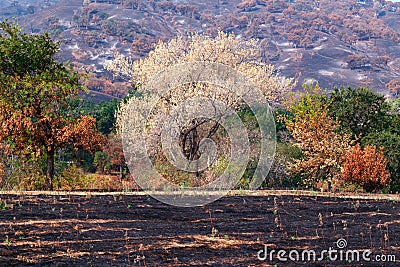 Autumn Burn, Aftermath of Californian Wildfire Stock Photo