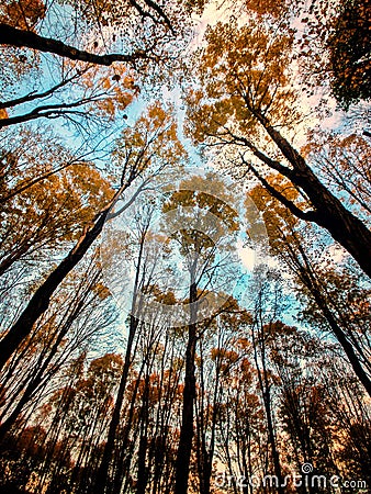 Autumn canopy Stock Photo