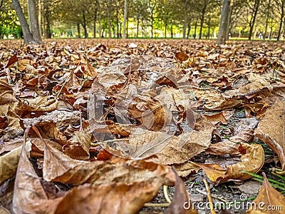 The autumn. Carpet of fallen leaves from trees. Stock Photo
