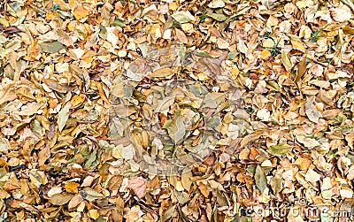 Autumn carpet of multi-colored foliage of trees of different breeds. Textured surface. Stock Photo