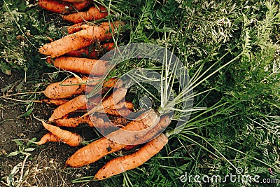 Autumn carrot harvest in your own garden 1 Stock Photo