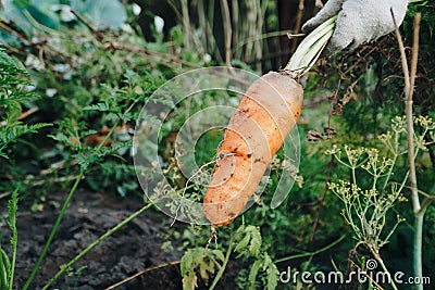Autumn carrot harvest in your own garden Stock Photo