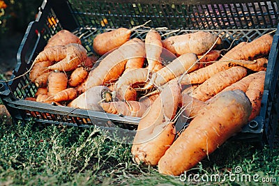 Autumn carrot harvest in your own garden Stock Photo