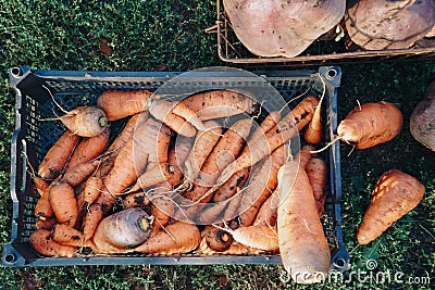 Autumn carrot harvest in your own garden Stock Photo