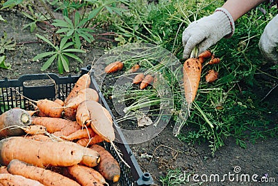 Autumn carrot harvest in your own garden Stock Photo