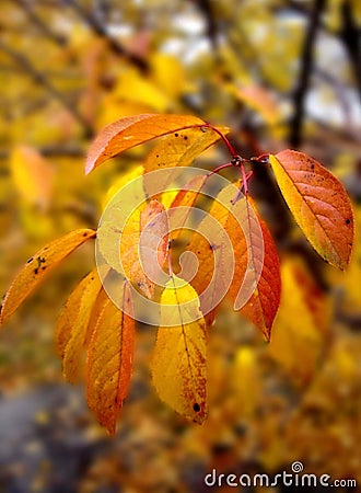 Autumn cherry-tree leaves Stock Photo