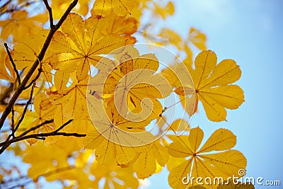 Autumn chestnut leaves. soft focus Stock Photo