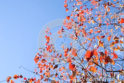 Autumn chinese tallow tree Stock Photo