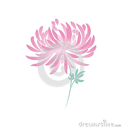 Autumn chrysanthemum flower. daisy floral Vector Illustration