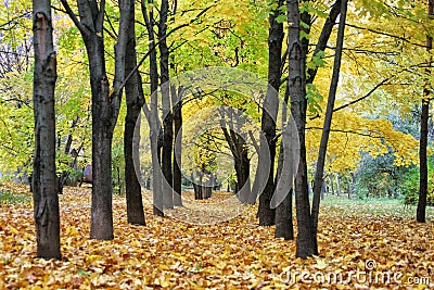 Autumn in the city, fall of the leaves, yellow leaf, Stock Photo