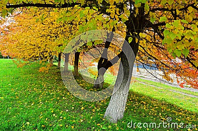 Autumn in the city. Trees in the Park with beautiful autumn leaves. Fallen leaves on the green grass. Stock Photo