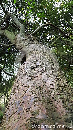 Autumn Close Up of Tree Branch Stock Photo