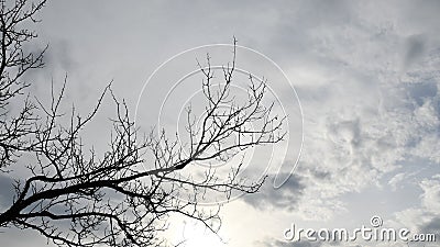 Fall background of grey overcast sky and bare tree branches Stock Photo