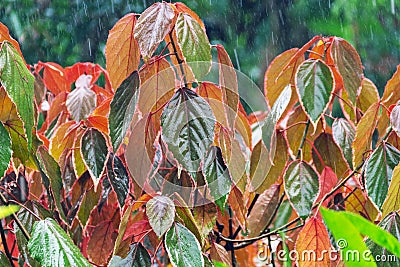Autumn coleus leaves in the rain Stock Photo