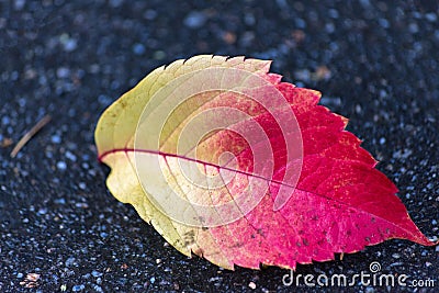 Autumn colored leaf on asphalt Stock Photo