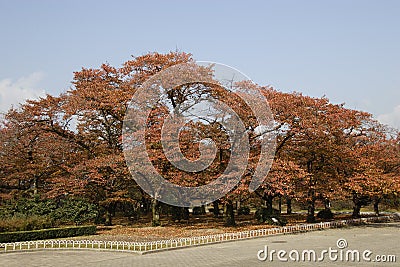 Autumn Colored Leaves Stock Photo