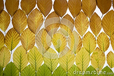 Autumn colored leaves Stock Photo