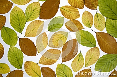 Autumn colored leaves Stock Photo